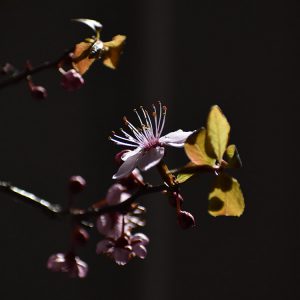 Kwiat śliwy zdjęcie